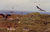 尖閣諸島の海鳥